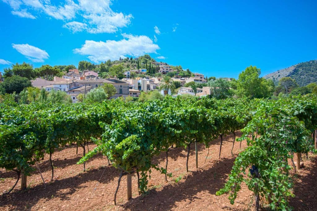 Weinanbau auf Mallorca
